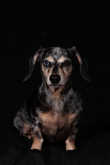 Dachshund, dog, canine, cute, wiener, long, dapple, ears