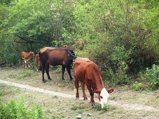 Vacas de San Pedro de Colalao