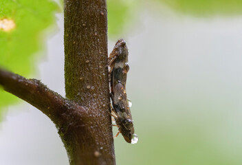 insects on a branch