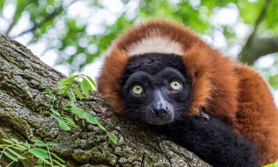Red Ruffed Lemur