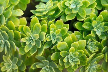 Succulent plants set background. plant, flower background
