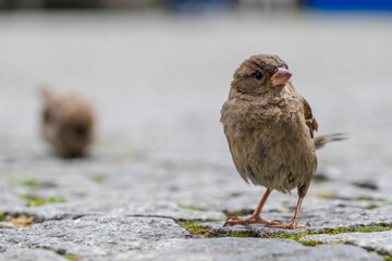Finch on the Ground