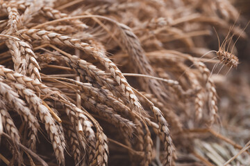 Ripe golden ears of rye background, toned, selective focus