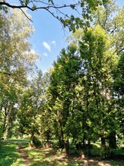 trees in the park