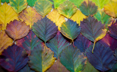 
pattern of colorful autumn leaves