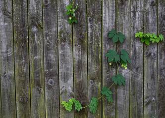 green leaves and branches on the background of a gray wooden fence