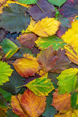 Naklejka na ściany i meble pattern of colorful autumn leaves