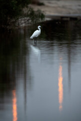 Intermediate Egret at Asker Marsh in the moring hours, Bahrain
