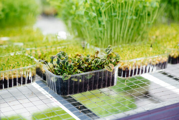 Juicy and young sprouts of micro greens in the greenhouse. Growing seeds. Healthy eating