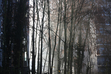 hazy winter sunrise through trees	