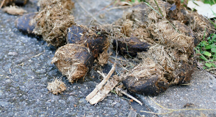 Dry horse dung on an asphalt road