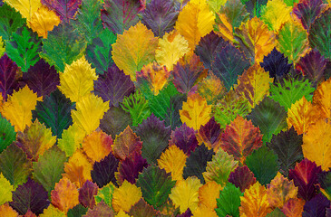 
pattern of colorful autumn leaves
