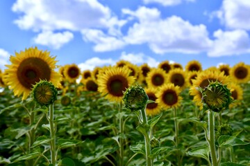 Fototapeta premium A close up of sunflowers in a field on a summer day. The sky is blue and filled with clouds