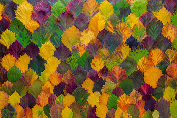 
pattern of colorful autumn leaves