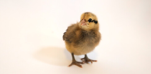 baby chicken welsummer one week old