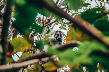 Monkey