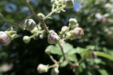 buds of a poppy