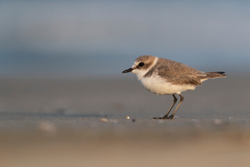 Waders or shorebirds, kentish plover on the beach