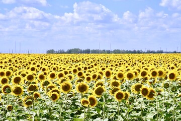 Obraz premium A field of sun flowers under a blue cloud filled summer sky