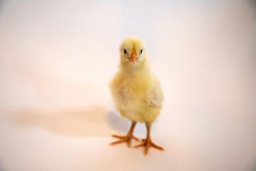 baby chicken on a white background