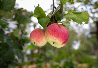 Apples hang on the tree