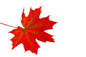 Close up macro view of gorgeous red maple leave isolated on white background. Autumn concept. 