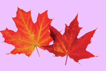 Close up macro view of gorgeous red maple leaves isolated on pink background. Autumn concept. 