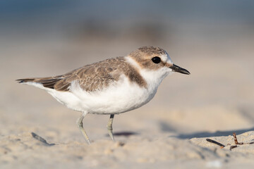 Waders or shorebirds, kentish plover on the beach