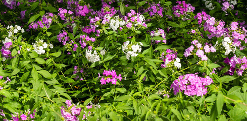 Flowers background. Beautiful pink and purple and white blossoms with green leaves and plants.