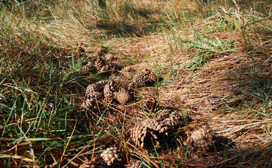forest on a bright day, cones on the trail - beautiful autumn landscape and wildlife