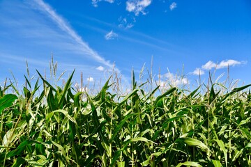 Manitoba corn field under a blue cloud filled sky in the late summer