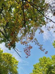 Obraz premium autumn leaves against sky