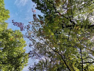 tree in spring