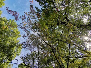Fototapeta premium trees and sky