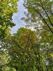 Obraz premium trees in the forest