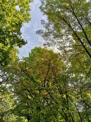 trees in the forest