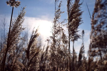 dry grass the sun breaking through the thicket to the blue sky