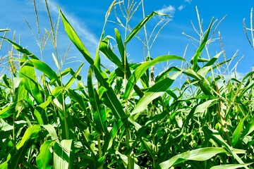 Manitoba corn field under a blue cloud filled sky in the late summer