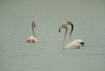 Greater Flamingos wading at Tubli bay in the morning, Bahrain