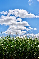 Manitoba corn field under a blue cloud filled sky in the late summer