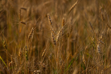 Golden wheat, sorghum and barley field