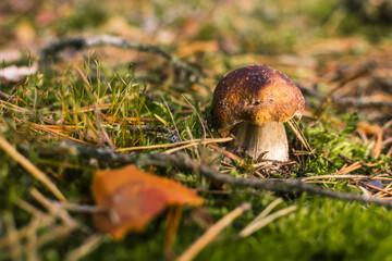 Beautiful boletus edulis mushroom banner in amazing green moss.