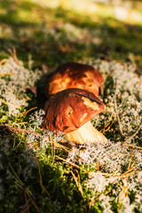 Beautiful boletus edulis mushroom banner in amazing green moss.