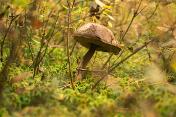 Birch mushroom grows into the forest. Birch mushroom grows below leaves in forest.