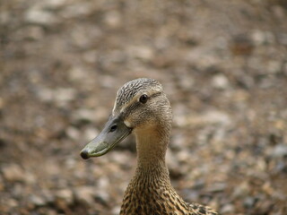 Patos en el río, Ourense.