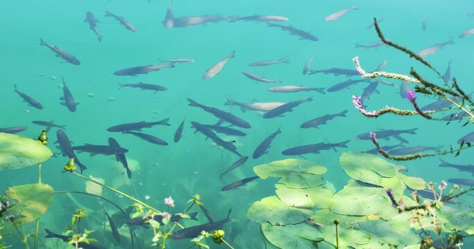 Shoal of dace fish swim slowly in turquoise waters of Krka National Park, Croatia. Aquatic life.