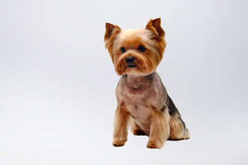 A Yorkshire Terrier sits in front of a white background. the Terrier is cut in a professional grooming Studio.