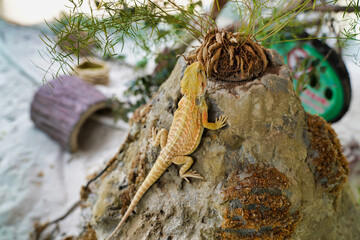 lizard Pomona vitticeps on a rock