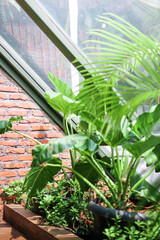 Taro plants planted in greenhouses. Latin name Colocasia esculenta