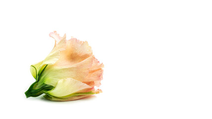 The buds of eustoma on a white background. Lisianthus bud. High quality photo